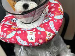 -瑞鹏瑞爱宠物医院·全科·猫科·血液透析中心(龙头寺店)