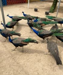 -萌宠亲子动物乐园(槐房万达店)