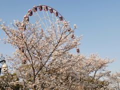 -顾村公园