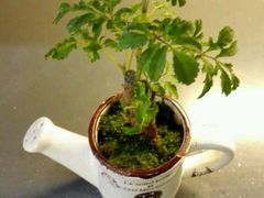 -花言草语鲜花店(灵山路店)