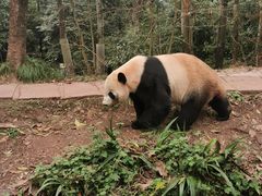 -中国大熊猫保护研究中心雅安碧峰峡基地