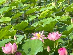 -莲花池公园
