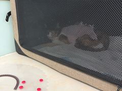 -纳吉亚猫专科动物医院博雅分院