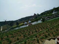 -大塘金香草谷