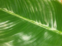 -甘家界牌柠檬鸭(青山店)