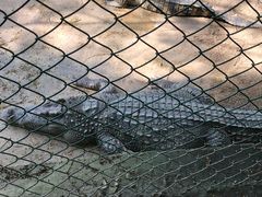 -咬不得高祖生煎·简餐(城站店)