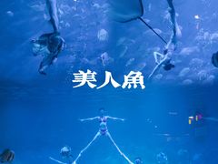 -烟台海昌鲸鲨海洋公园