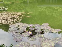 -云溪植物园