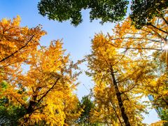 -重庆市江北嘴中央商务区中央公园