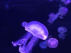 -欢乐海岸海洋奇梦馆