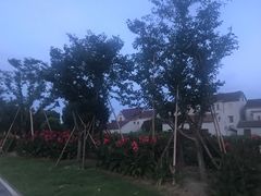 -周浦花海-停车场