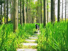 -上海长兴岛郊野公园