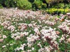 -广西壮族自治区药用植物园