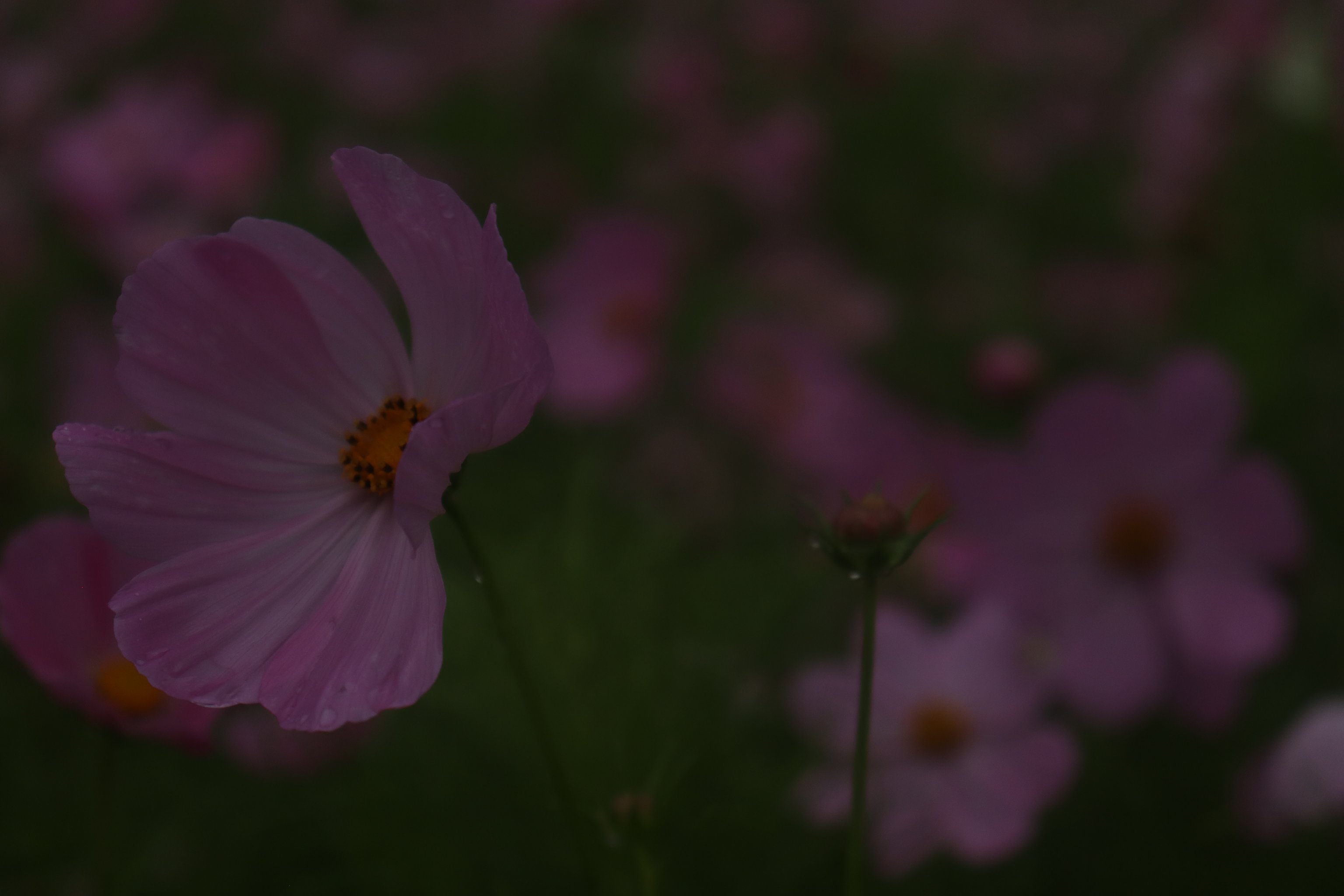 福州花海公园图片