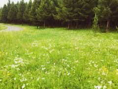 -塞罕坝国家级自然保护区