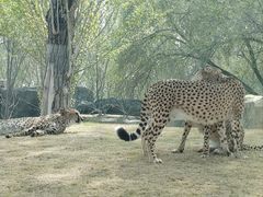 -北京野生动物园