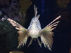 -暹罗海洋世界
