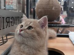 -袖虎·猫馆(体育西路店)