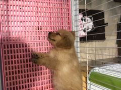 -龟与熊猫宠物公园(南坪店)