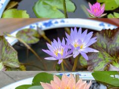 -上海滨江森林公园