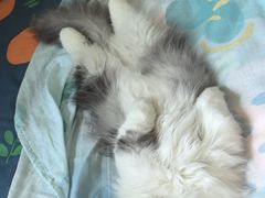 -瑞派宠物医院·犬猫全科·猫友好(宾水西道店)