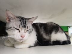 -李小姐の猫咖啡馆(五角场店)