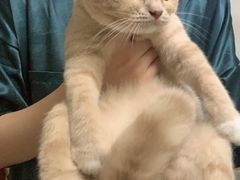 -东方名猫馆·英短金渐层布偶猫舍(环线广场1号楼店)