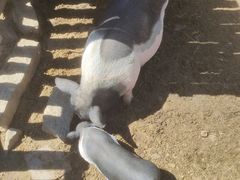 -清风小镇闯关东影视基地