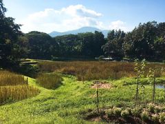 -四季酒店下午茶