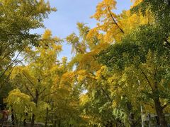 -三里屯东五街银杏大道
