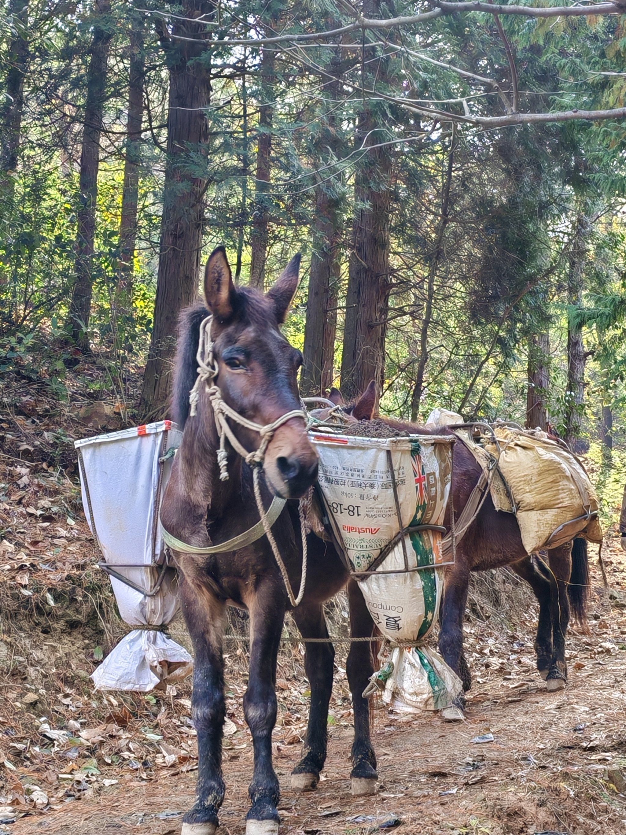 是骡子是马🐴拉出来溜溜