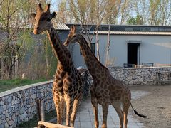 -北京野生动物园