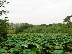 -溱湖国家湿地公园