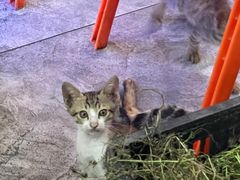 -龙眼南白粥六顺白粥