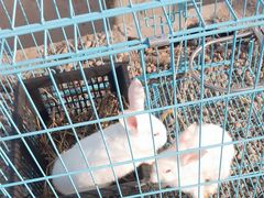 -喜杨洋草莓采摘园