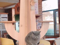 -猫的茶·猫咖