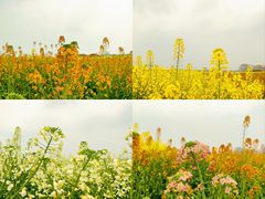 -中国天府农业博览园