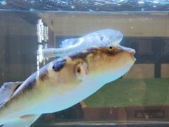 -肆月河豚·淮扬菜·湘菜(华天店)