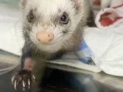 -爱侣宠医·鹦鹉专科·小型哺乳类·异宠专科(灵石路店)