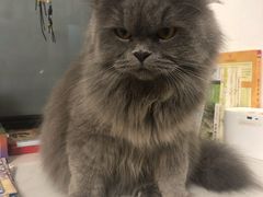 -团子家猫咪猫咖馆·柯基·柯尔鸭
