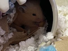 -钓仓鼠(洋桥北里小区店)