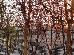 -星巴克(北辰西路店)