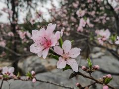 -原山国家森林公园