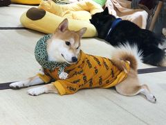 -逗柴咖啡屋·狗咖猫咖宠物桌游