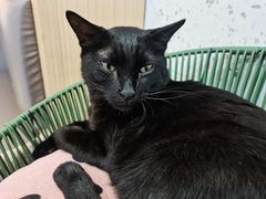 -喵园·猫主题咖啡厅·撸猫·猫咖(国贸店)