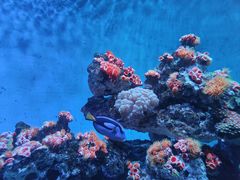 -海合安青岛极地海洋公园