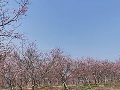 -天适樱花悠乐园