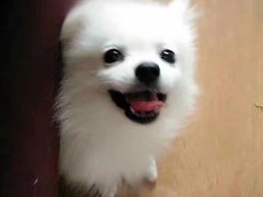 -艾贝尔宠物医院·狂犬免疫点(江山金象城店)