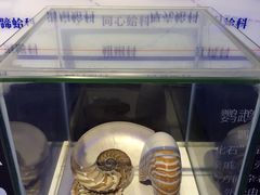 -贝壳梦幻世界