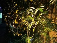 -王幺妹泡姜鸡火锅